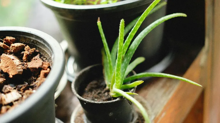 Planta de aloe vera de cerca